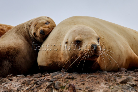 Steller sea lion rookery in Nevelsk, Russia's Sakhalin Region