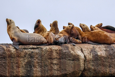 Steller sea lion rookery in Nevelsk, Russia's Sakhalin Region
