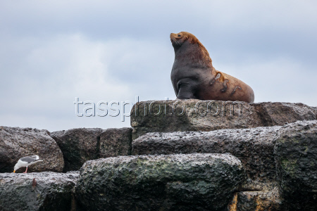 Steller sea lion rookery in Nevelsk, Russia's Sakhalin Region