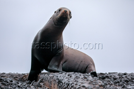 Steller sea lion rookery in Nevelsk, Russia's Sakhalin Region