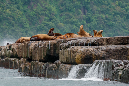 Steller sea lion rookery in Nevelsk, Russia's Sakhalin Region