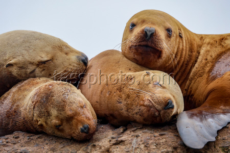 Steller sea lion rookery in Nevelsk, Russia's Sakhalin Region