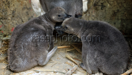 Offspring among the penguins at Marlow Bird Park