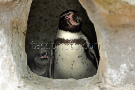Offspring among the penguins at Marlow Bird Park