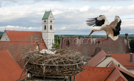 Storks in Riedlingen