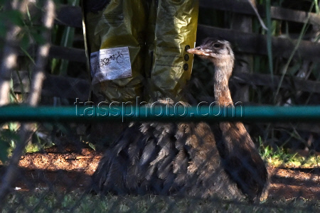 Brasilia Zoo closes as a bird flu precaution