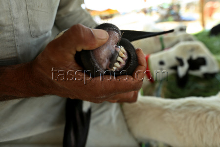 Eid al-Adha preparations in Pakistan