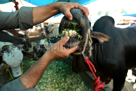 Eid al-Adha preparations in Pakistan