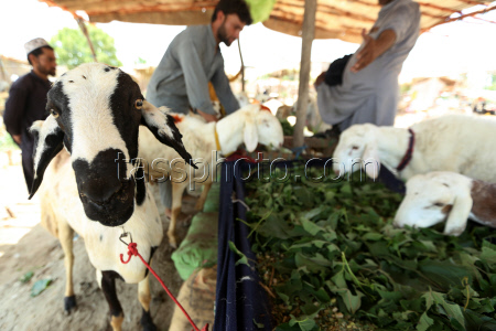 Eid al-Adha preparations in Pakistan