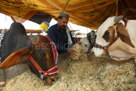 Eid al-Adha preparations in Pakistan