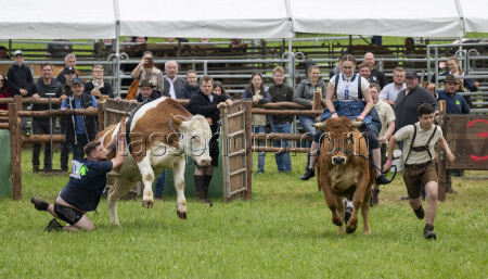 First oxen race in Hadorf