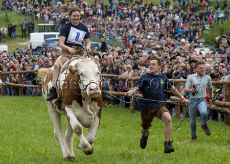 First oxen race in Hadorf