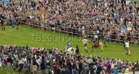 First oxen race in Hadorf
