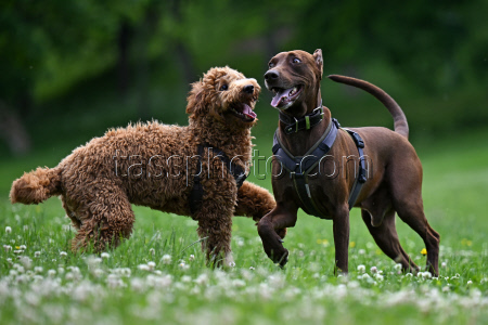 Dog meadows in Thuringia