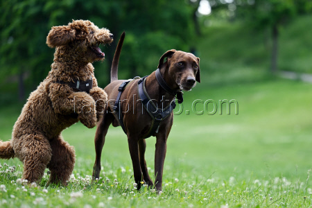 Dog meadows in Thuringia