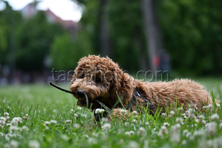 Dog meadows in Thuringia