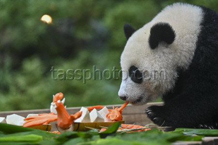 Guangzhou Chimelong Safari Park Offers Dragon Boat Festival Treats To Giant Pandas