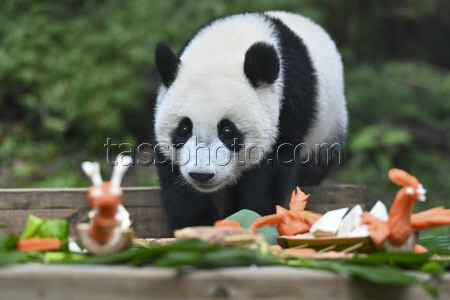 Guangzhou Chimelong Safari Park Offers Dragon Boat Festival Treats To Giant Pandas