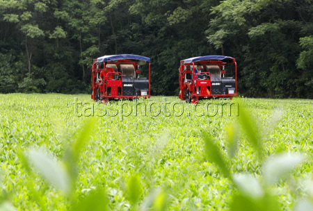 Intelligent Machines Join Tea Harvest In Ji'an
