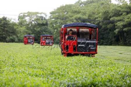 Intelligent Machines Join Tea Harvest In Ji'an