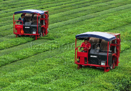 Intelligent Machines Join Tea Harvest In Ji'an