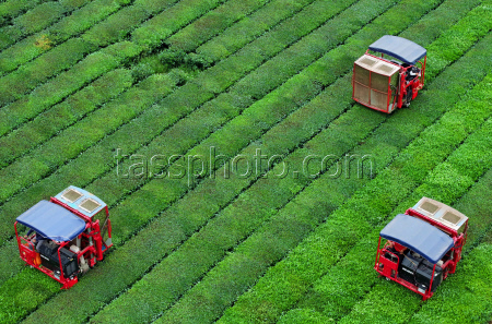 Intelligent Machines Join Tea Harvest In Ji'an