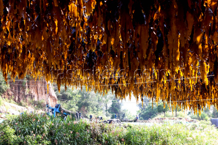 Kelp Enters Harvest Season In Xiapu