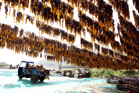 Kelp Enters Harvest Season In Xiapu