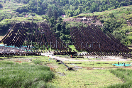 Kelp Enters Harvest Season In Xiapu