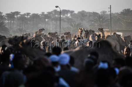 Birqash camel market ahead of Eid Al-Adha in Egypt
