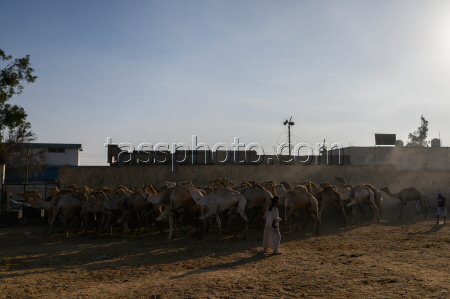 Birqash camel market ahead of Eid Al-Adha in Egypt