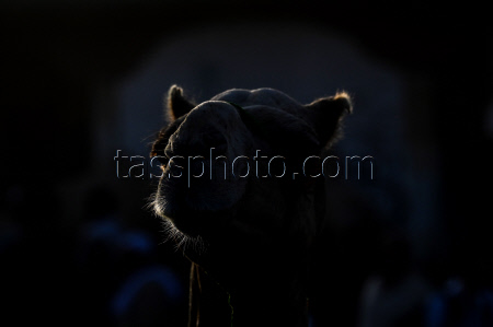Birqash camel market ahead of Eid Al-Adha in Egypt
