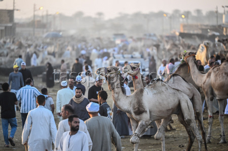 Birqash camel market ahead of Eid Al-Adha in Egypt