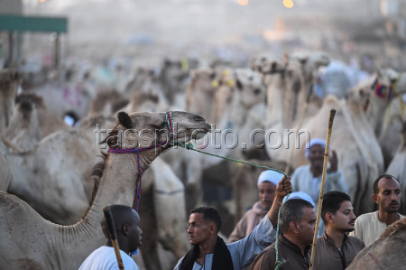 Birqash camel market ahead of Eid Al-Adha in Egypt