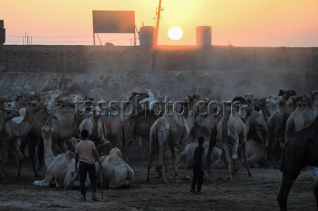 Birqash camel market ahead of Eid Al-Adha in Egypt