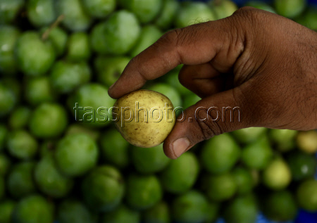Mango festival at Lalbhag Horticultural Department in Bangalore.