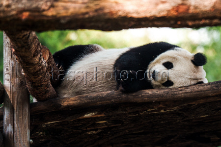 Beijing Zoo