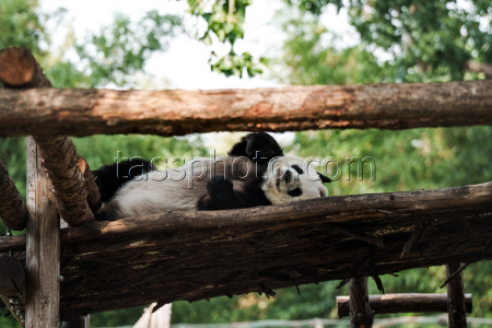 Beijing Zoo