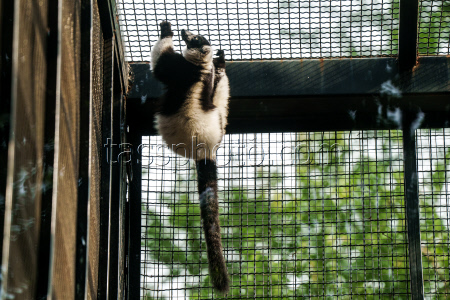VIDEO. Beijing Zoo
