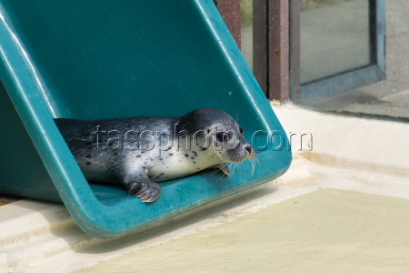 Seal howlers move to the breeding area