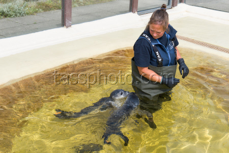 Seal howlers move to the breeding area