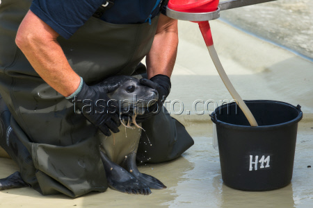 Seal howlers move to the breeding area