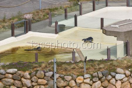 Relocation of the first harbor seal howlers to the breeding area