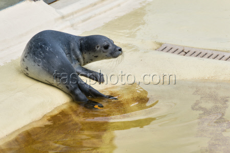 Relocation of the first harbor seal howlers to the breeding area