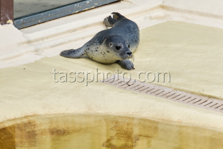 Relocation of the first harbor seal howlers to the breeding area