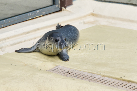 Relocation of the first harbor seal howlers to the breeding area