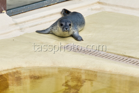 Relocation of the first harbor seal howlers to the breeding area