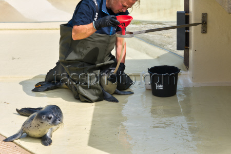 Relocation of the first harbor seal howlers to the breeding area