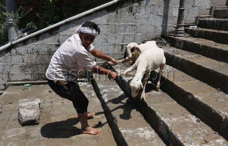 Preparations ahead of Eid al-Adha in Srinagar