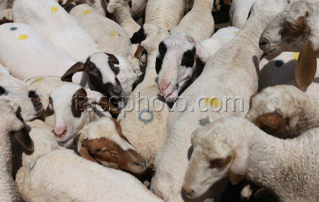 Preparations ahead of Eid al-Adha in Srinagar